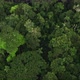 Aerial panning shot around tall tropical forest trees in shades of green - VideoHive Item for Sale