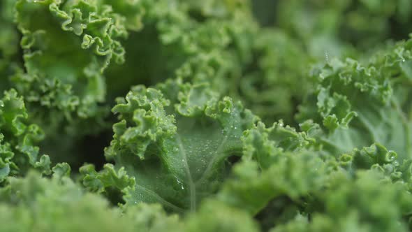 Kale Close Up Being Sprayed With Water Spinning 
