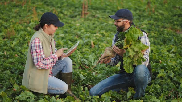 Farmers Work with a Tablet in a Beet Field alt