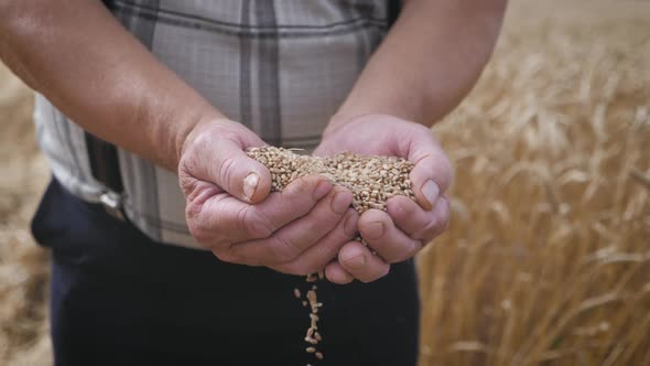 Mature Farmer Man Standing in a Wheat Field During Harvesting, He Controls the Harvesting Process alt