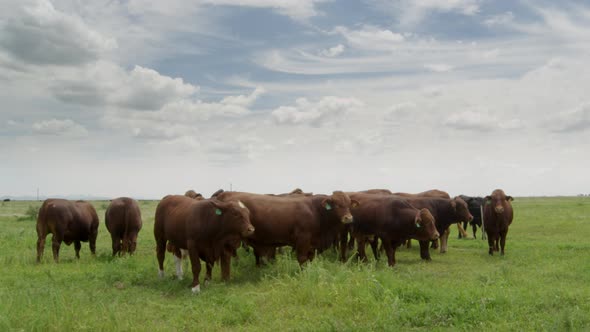 Red Angus Cattle  alt