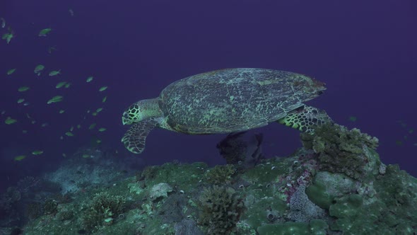 Hawksbill turtle swimming along coral reef drop off with blue ocean in background alt