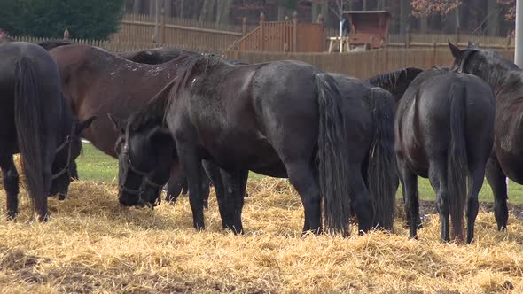 A Herd of Black Horses Eat Hay in a Paddock. Wooden Fences, a Tree House and a Forest alt