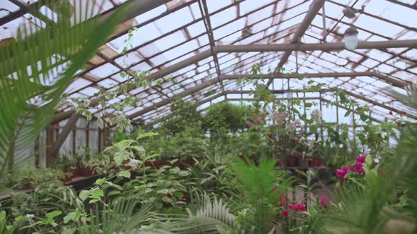 Plants in a Greenhouse Slowmotion Shoot