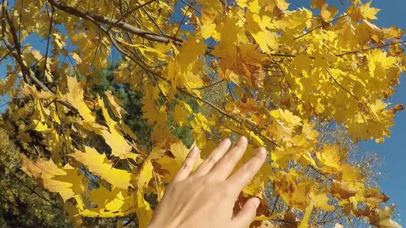 Autumn Mood Concept Female Hand Touching Yellow Colors Maple Leaves on the Trees Pov