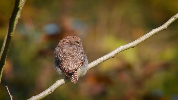 Jungle owlet in Bardia national park, Nepal 14 Mov035 alt