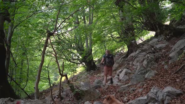 Man Tourist Hiker is Going Uphill the Mountain with Trekking Poles and His Dogs