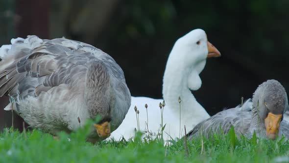 Grey Domestic Geese Nibble Grass on the Field. Summer Evening. alt