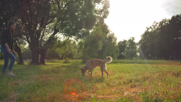 Woman Is Training Her Outbred Dog in a Park. He Sniffing and Looking for Something in the Grass. alt