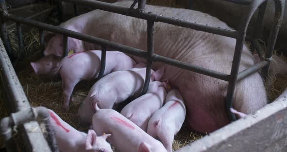 Pigs on Livestock Farm, Pigs Farm, Livestock Farm. Modern Agricultural Pigs Farm alt