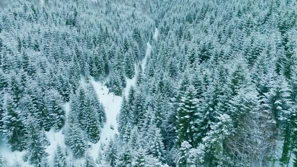 Forest Mountains Snow Cold Winter Wood Hill Frozen Travel Nature alt
