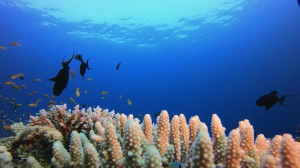 Underwater Tropical Colourful Seascape alt