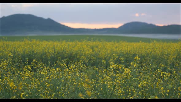 Rapeseed Plantations Against The Backdrop Of The Mountain At Sunset 1 alt