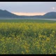 Rapeseed Plantations Against The Backdrop Of The Mountain At Sunset 1 - VideoHive Item for Sale