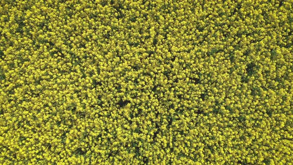 Aerial View of Yellow Field of Flowering Colza, Rape at Summer Day, Top View. alt