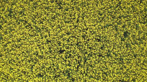 Aerial View of Yellow Field of Flowering Colza, Rape at Summer Day, Top View.