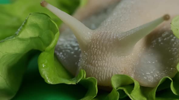 Macro View of Big Snail Achatina Sticks Out Its Horns From Its Shell to Eat Green Salad alt