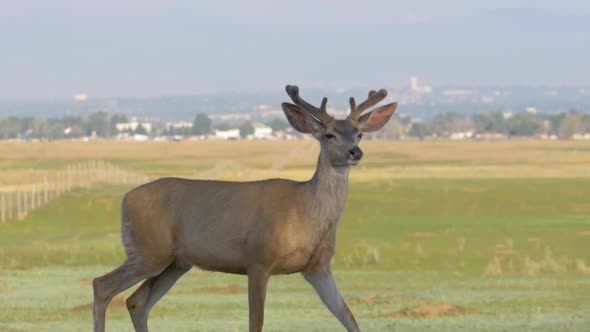 Mule Deer Young Buck in Slow Motion alt