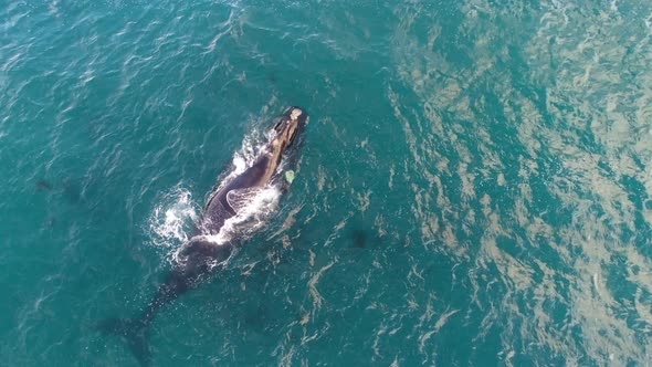 Drone rises above Southern Right Whale floating in the ocean alt