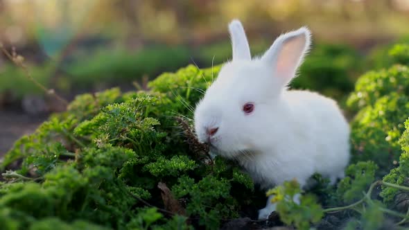 White rabbit in green grass, Calm and sweet little white rabbit sitting on green grass alt