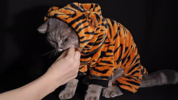 Cat Tiger eats food New Year 2022 alt