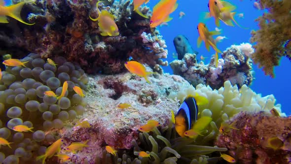 Underwater Colorful Tropical Fishes with Clownfish alt