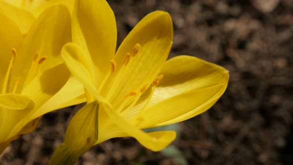 Details of Lily-of-the-field close-up  4K 2160p 30fps UltraHD footage - Yellow daffodil plant  bloss alt