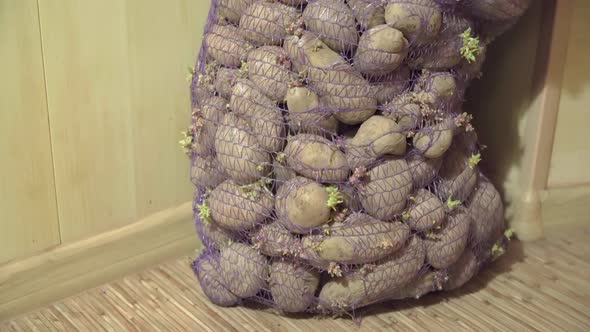 Mesh Bag of Sprouted Potatoes Stands in Corner of Room