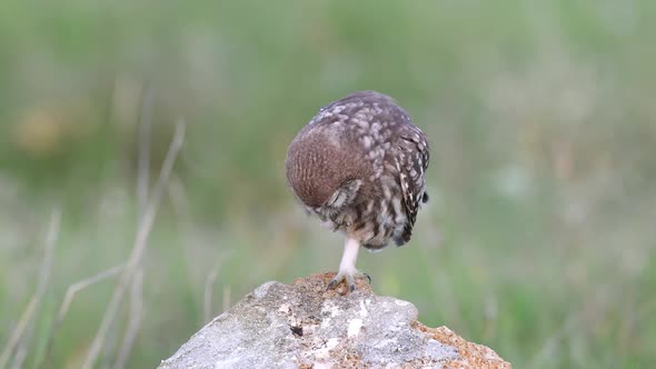 young Little owl (Athene noctua) stands on a stone and cleaned