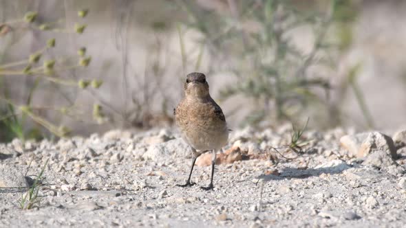 Chick of the Northern Wheatear (Oenanthe oenanthe) stands on the ground