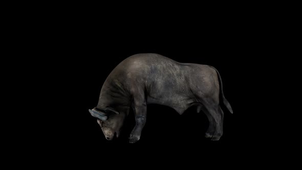 Buffalo Head Attack alt