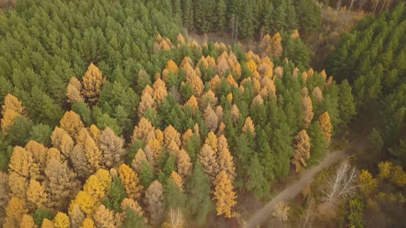 Aerial Footage of Colorful Forest in Autumn Season