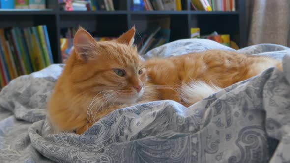 Cute Ginger Cat is Lying in Bed alt
