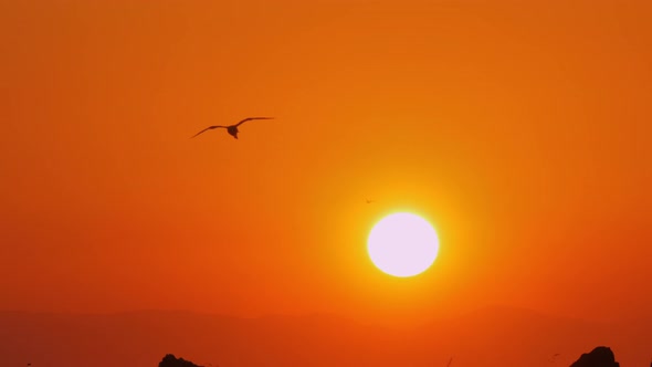 Sea gull flying in orange sunset sky alt