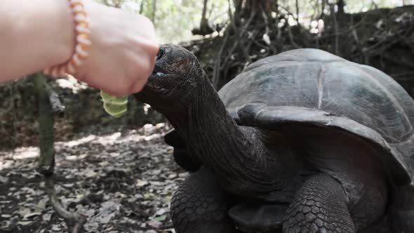 A Huge Aldabra Giant Tortoise Eats Food on a Prison Island in Zanzibar Africa alt