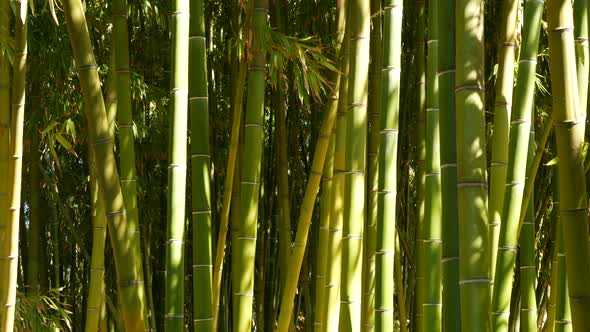Bamboo Forest Exotic Asian Tropical Atmosphere