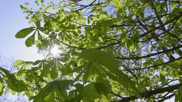 MS LA DS Sun shining through leafy branches of chestnut tree / Kirkhaugh,