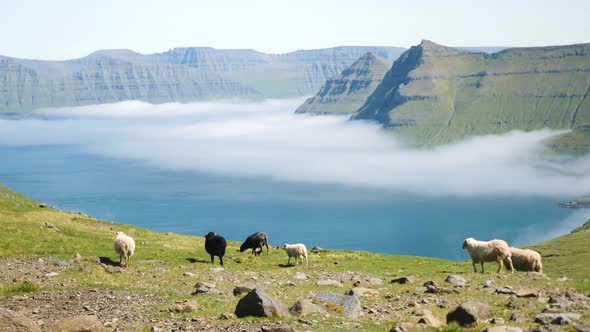 Beautiful View of the Foggy Funningur Valley with a Couple of Faroese Sheeps alt