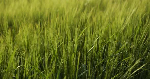 Green Wheat Field And Sunny Day. Ripening Ears Of Meadow Wheat Field alt