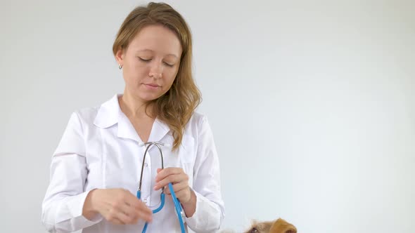 A girl in a white coat listens to a Jack Russell Terrier with a stethoscope alt