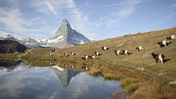 Picturesque View of Matterhorn Cervino Peak and Blackneck Goats