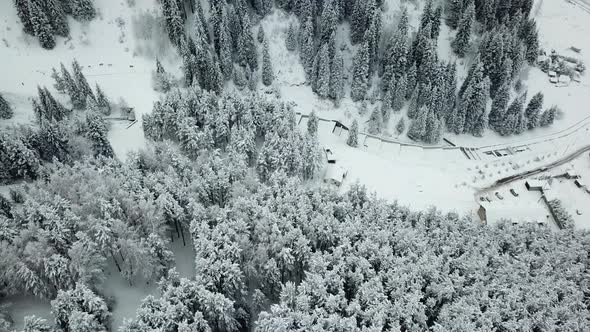 The winter forest in the mountains is covered with fresh snow, Snow falls in the forest alt