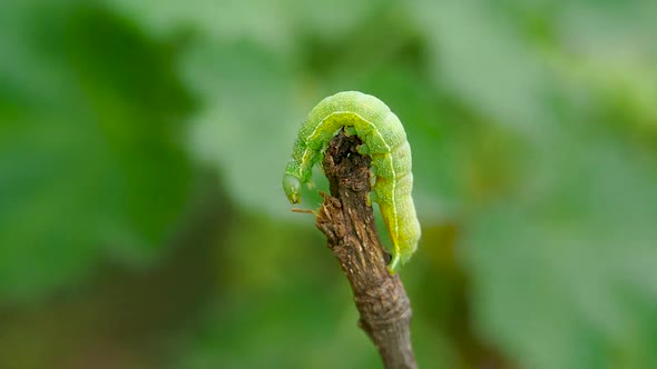 Green Caterpillar Crawls on a Tree Branch in Slow Motion on a Green Leaves and Bokeh Background alt