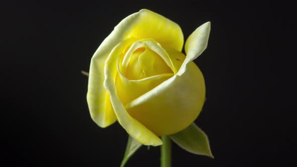 Rose Blossom Timelapse Rotating on Black 3 alt