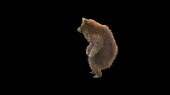 165 Bear Dancing HD alt