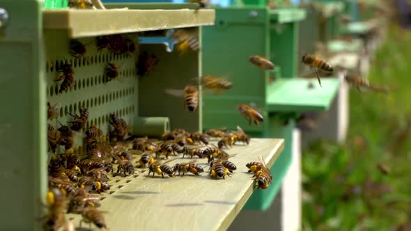 Bees collect nectar. Beehive in the apiary alt