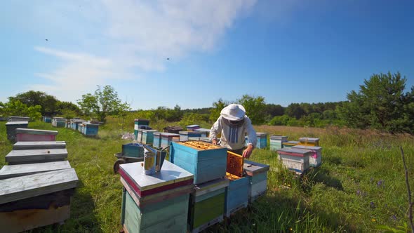 Beekeeper examining bees in summer among nature alt