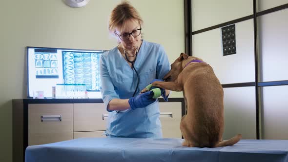 Female Veterinarian Wraps a Bandage Around the Damaged Paw in Clinic Health Care alt