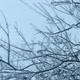 Ice Tree 3 - VideoHive Item for Sale
