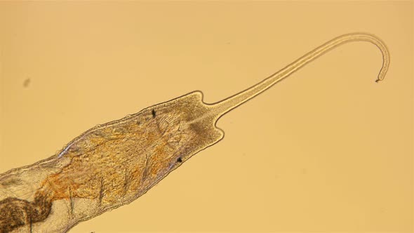 Worm of the Family Naididae Under a Microscope alt